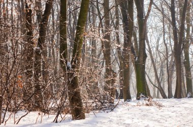 Güneşli bir günde, Not alan sığ derinliği kar altında orman