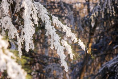 Kar ve buz kaplı bir yaprak dökmeyen ağaç dalları