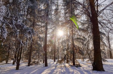 Güneşli bir günde, Not alan sığ derinliği kar altında orman
