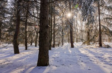 Güneşli bir günde, Not alan sığ derinliği kar altında orman