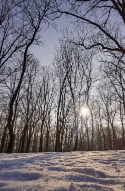 Güneşli bir günde, Not alan sığ derinliği kar altında orman