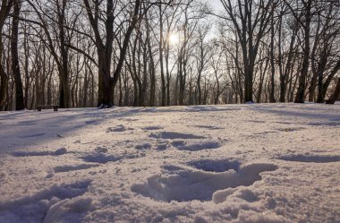 Güneşli bir günde, Not alan sığ derinliği kar altında orman