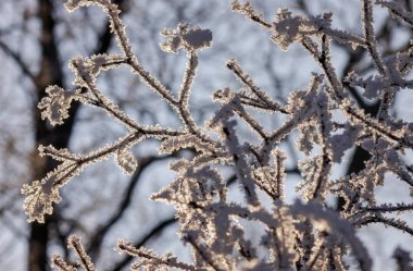 Güneşli bir günde, Not alan sığ derinliği kar altında orman