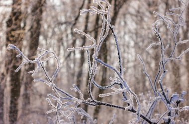 Güneşli bir günde, Not alan sığ derinliği kar altında orman