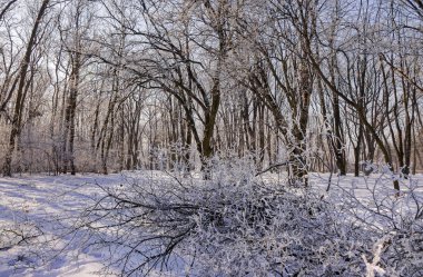 Güneşli bir günde, Not alan sığ derinliği kar altında orman