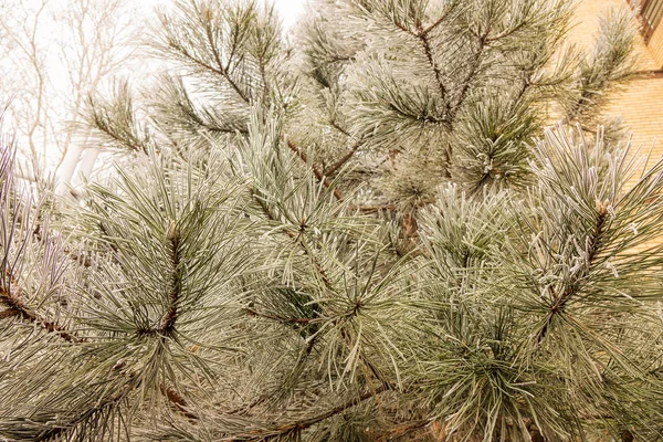 Grenarna Ett Vintergrönt Träd Täckta Med Snö — Stockfoto