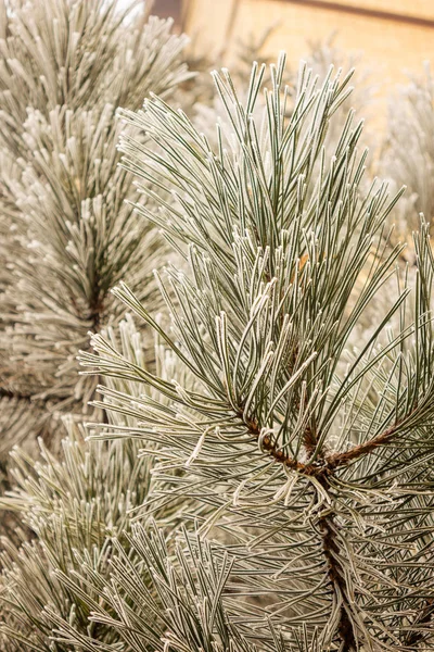 Ramas Árbol Siempreverde Cubierto Nieve —  Fotos de Stock