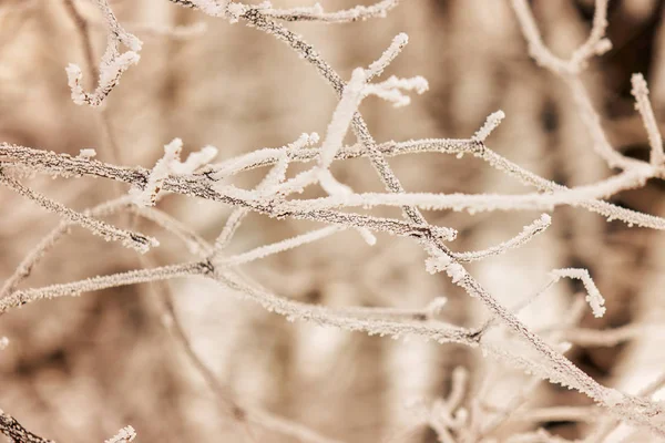 被雪覆盖的常绿树的树枝 — 图库照片