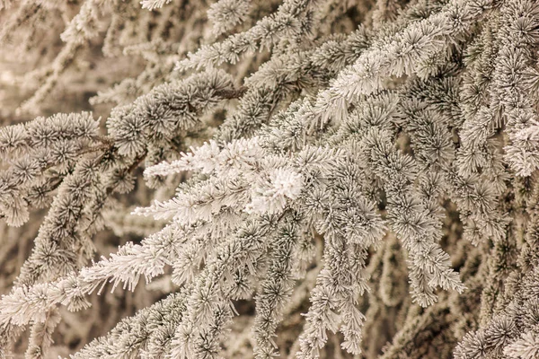 Гілки Вічнозеленого Дерева Покритого Снігом — стокове фото