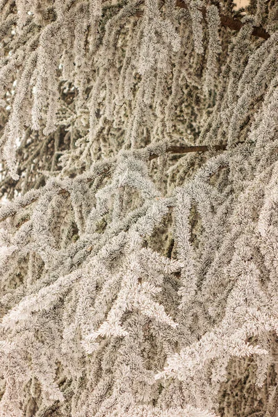 Rami Albero Sempreverde Coperto Neve — Foto Stock