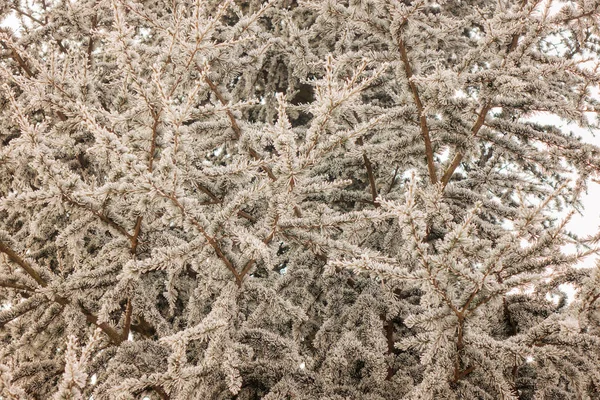 Branches Arbre Sempervirent Recouvert Neige — Photo