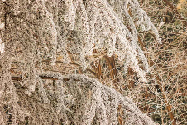 Zweige Eines Immergrünen Baumes Der Mit Schnee Bedeckt Ist — Stockfoto