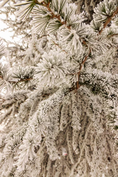 Ветви Вечнозеленого Дерева Покрытые Снегом — стоковое фото
