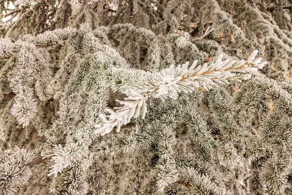 Ramas Árbol Siempreverde Cubierto Nieve —  Fotos de Stock