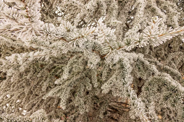 Gałęzie Drzewa Wiecznie Zielone Pokryte Śniegiem — Zdjęcie stockowe