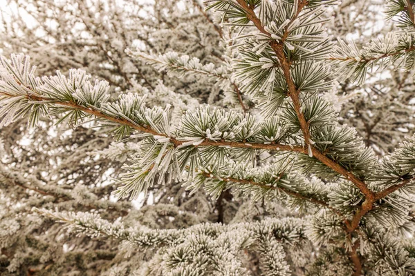 Branches of an evergreen tree covered with snow