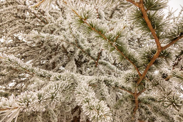 Branches Arbre Sempervirent Recouvert Neige — Photo