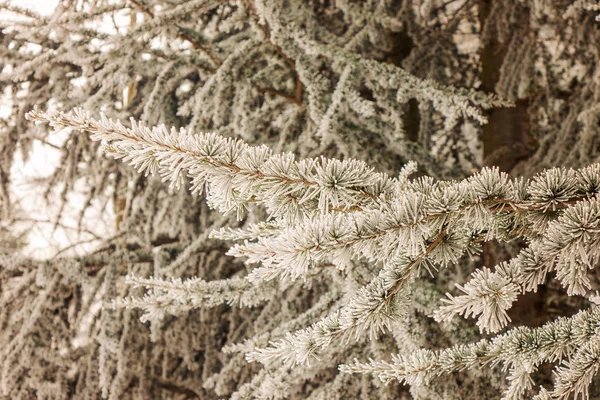 Branches of an evergreen tree covered with snow