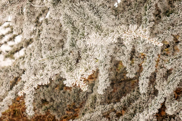 Ramas Árbol Siempreverde Cubierto Nieve —  Fotos de Stock