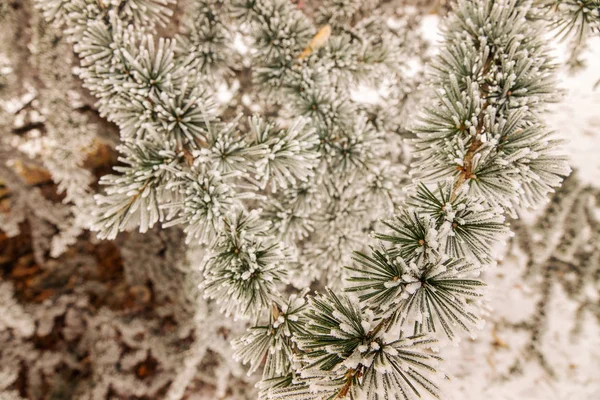 Branches Evergreen Tree Covered Snow — Stock Photo, Image