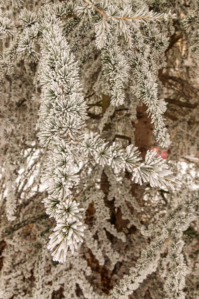 Ветви Вечнозеленого Дерева Покрытые Снегом — стоковое фото