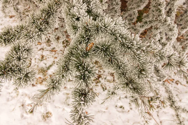 Ramas Árbol Siempreverde Cubierto Nieve —  Fotos de Stock
