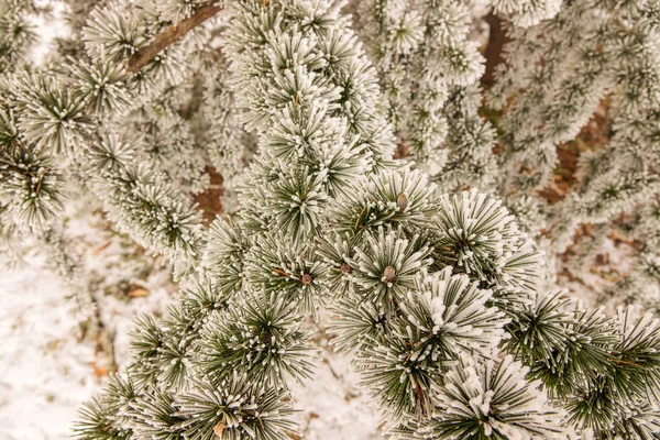 Гілки Вічнозеленого Дерева Покритого Снігом — стокове фото