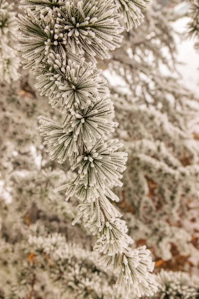 Branches Evergreen Tree Covered Snow — Stock Photo, Image