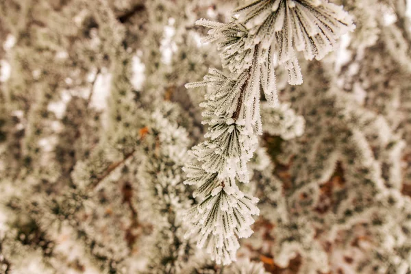 Branches Arbre Sempervirent Recouvert Neige — Photo