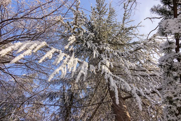 Bomen Het Bos Onder Sneeuw Opmerking Ondiepe Scherptediepte — Stockfoto