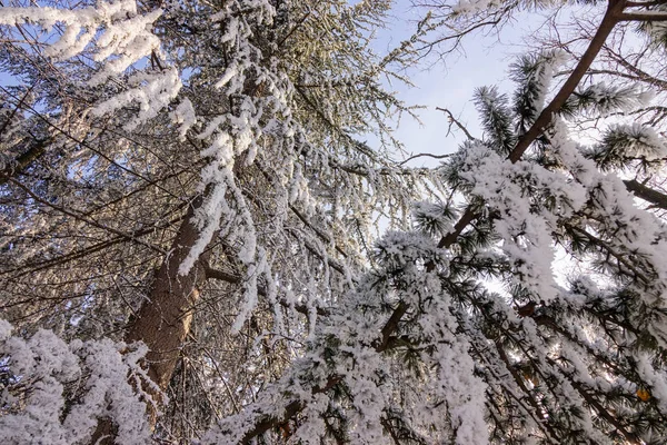 Drzewa Lesie Pod Śniegiem Uwaga Płytkiej Głębi Ostrości — Zdjęcie stockowe