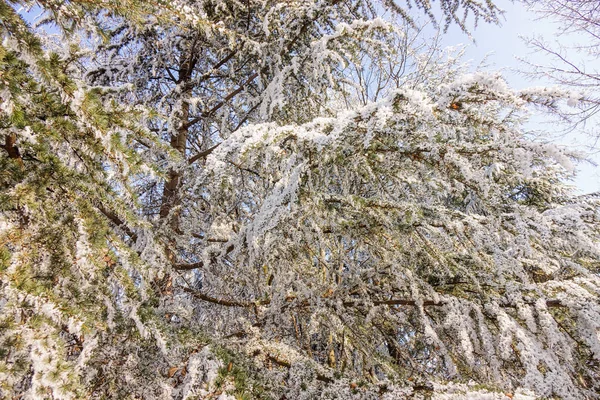 Дерева Лісі Під Снігом Зверніть Увагу Невелику Глибину Різкості — стокове фото