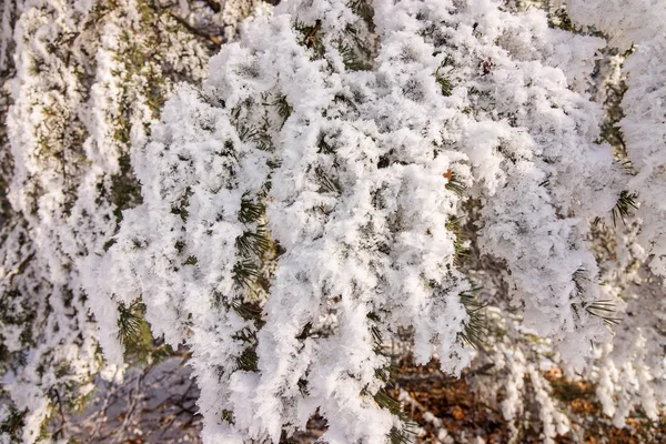 森林里的树木在雪下 注意田野的深浅 — 图库照片