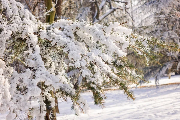 Árvores Floresta Sob Neve Observe Profundidade Rasa Campo — Fotografia de Stock