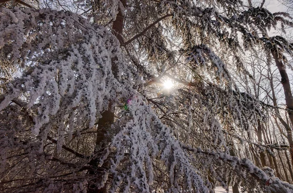 Les Pod Sněhem Slunečného Dne Poznámka Malá Hloubka Ostrosti — Stock fotografie