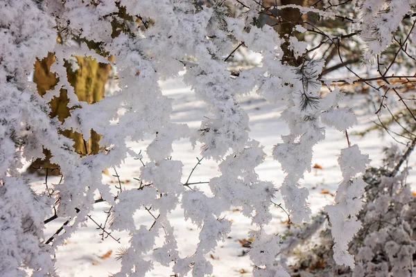 Alberi Nella Foresta Sotto Neve Nota Profondità Campo Poco Profonda — Foto Stock
