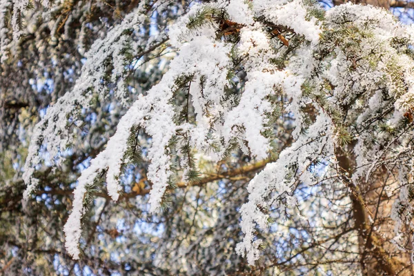 Деревья Лесу Снегом Обратите Внимание Неглубокую Глубину Поля — стоковое фото