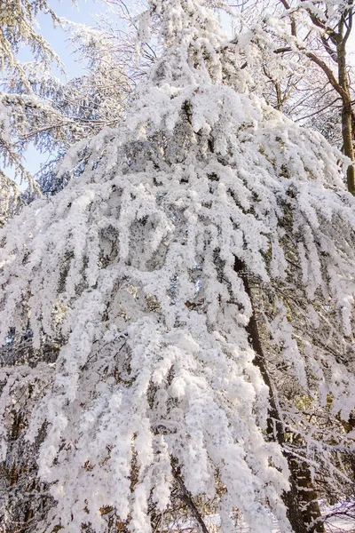 Árvores Floresta Sob Neve Observe Profundidade Rasa Campo — Fotografia de Stock