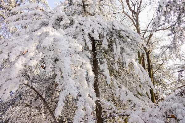 Drzewa Lesie Pod Śniegiem Uwaga Płytkiej Głębi Ostrości — Zdjęcie stockowe