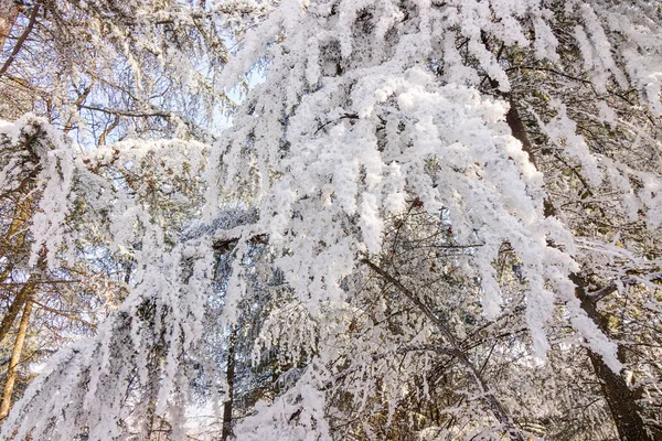Bäume Wald Unter Dem Schnee Geringe Schärfentiefe Beachten — Stockfoto