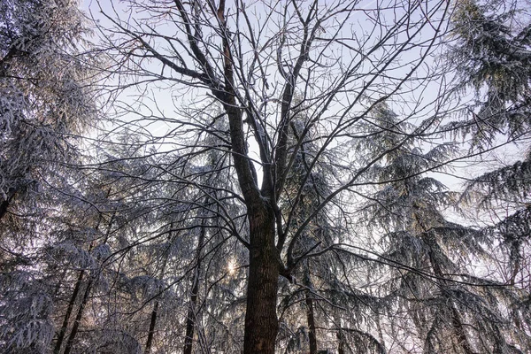 雪の下の森の木々は — ストック写真