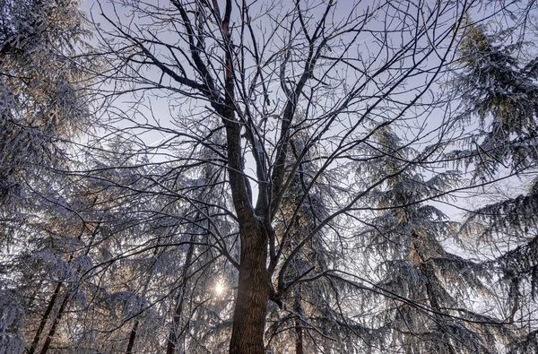 Forest Snow Sunny Day Note Shallow Depth Field — Stock Photo, Image