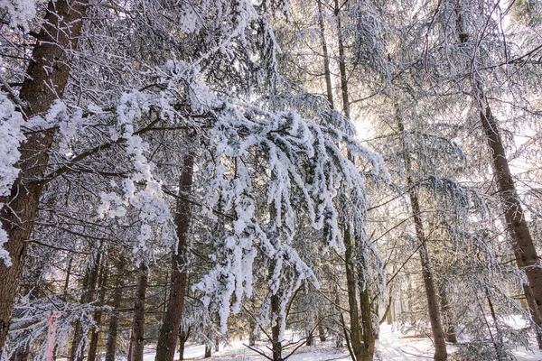 Drzewa Lesie Pod Śniegiem — Zdjęcie stockowe