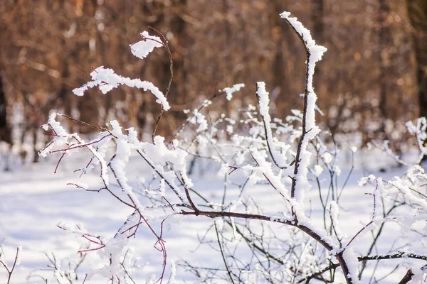 森林里的树木在雪下 注意田野的深浅 — 图库照片