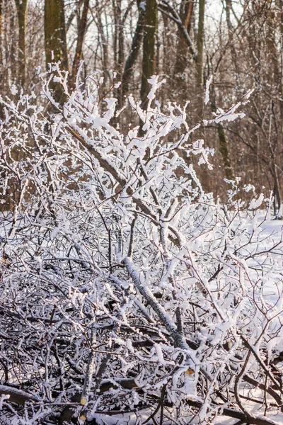 Alan Sığ Derinliği Kar Altında Ormandaki Ağaçlar — Stok fotoğraf