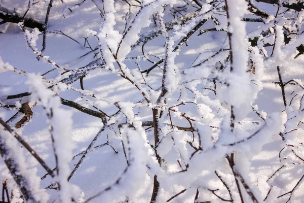 Alberi Nella Foresta Sotto Neve Nota Profondità Campo Poco Profonda — Foto Stock