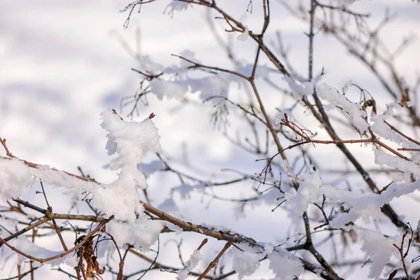 Голі Гілки Кущів Дерев Взимку Відзначають Неглибоку Глибину Різкості — стокове фото