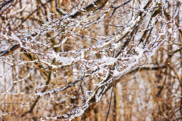 Rami Albero Sempreverde Ricoperto Neve Ghiaccio — Foto Stock