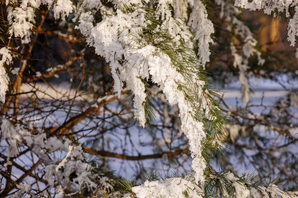 Takken Van Een Groenblijvende Boom Bedekt Met Sneeuw Ijs — Stockfoto