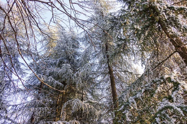 Kar Buz Kaplı Bir Yaprak Dökmeyen Ağaç Dalları — Stok fotoğraf